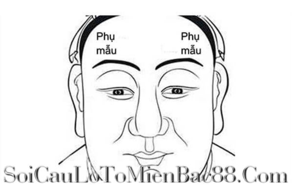 cung phụ mẫu là gì