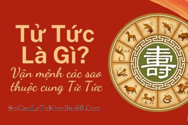 cung tử tức là gì
