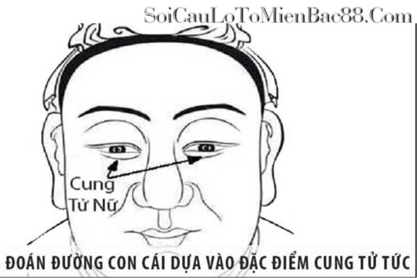 cung tử tức là gì