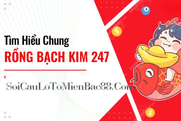 rồng bạch kim 247