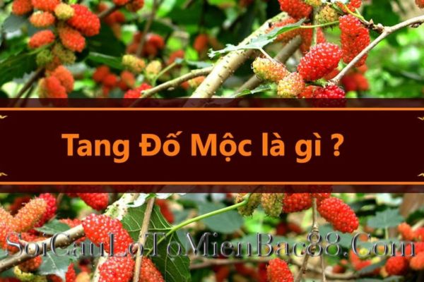 tang đố mộc