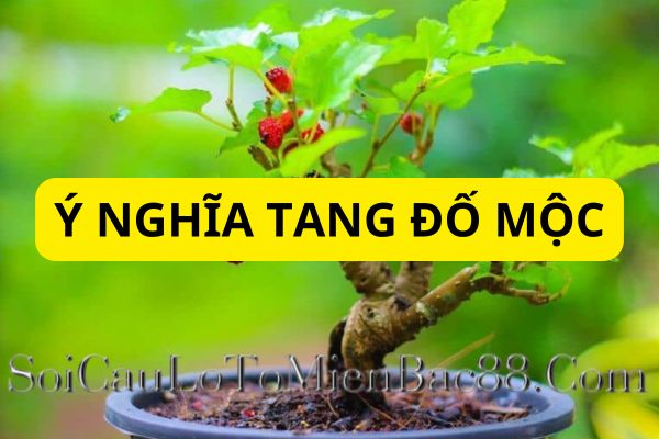 Người mệnh Tang Đố Mộc thường biểu tượng cho sự bền bỉ, kiên trì