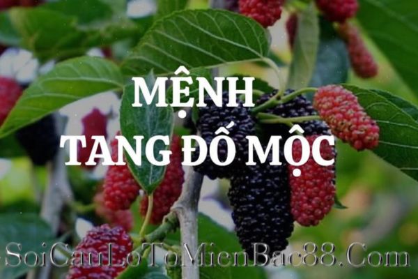 tang đố mộc