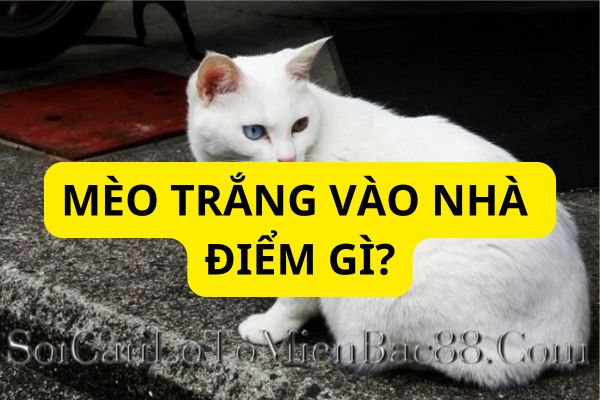 cách hóa giải mèo trắng vào nhà