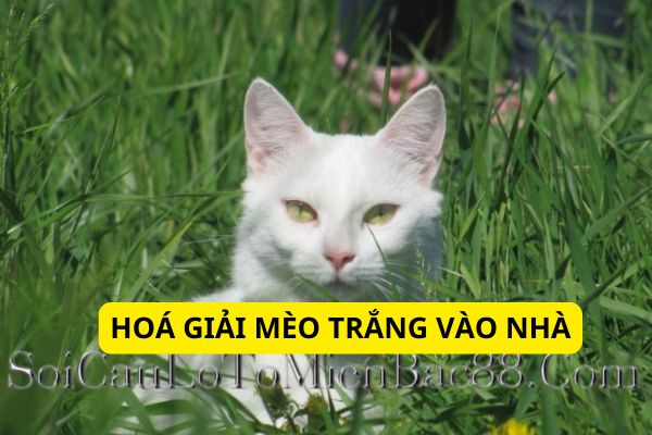 Có nhiều cách hóa giải mèo trắng vào nhà hiệu quả