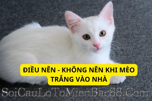 cách hóa giải mèo trắng vào nhà