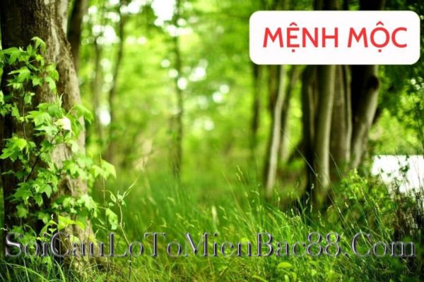 mệnh mộc hợp số nào