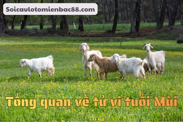tử vi tuổi Mùi
