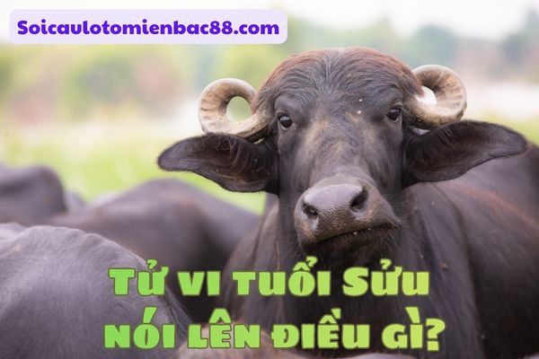 tử vi tuổi Sửu