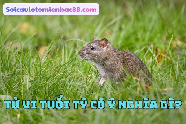 tử vi tuổi Tý
