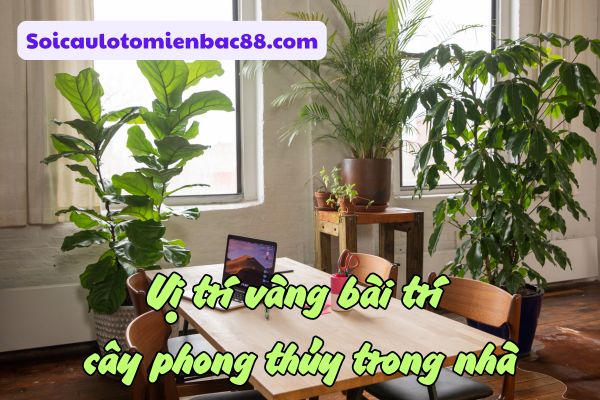 Đặt cây phong thủy đúng vị trí giúp tối ưu hóa khả năng hấp thu vượng khí