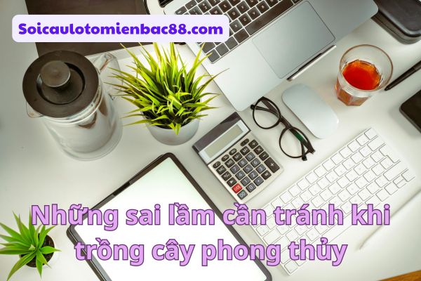 cây phong thuỷ